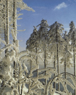 Winterbild aus Schnwald